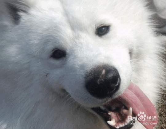 萨摩耶怀孕分娩时主人应该做什么