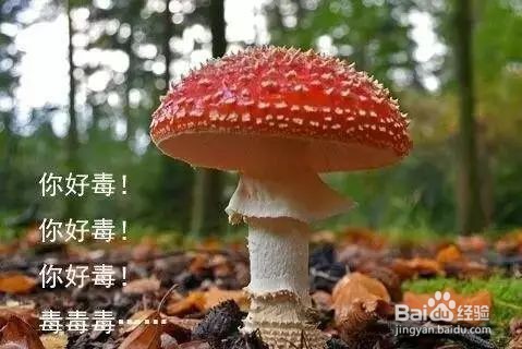 野蘑菇怎么分辨有毒没有毒