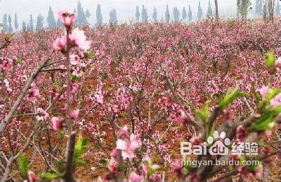 我和春天有个约会,北京春季旅游推荐，仅供参考