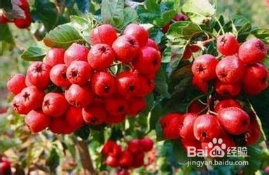 如何消除吃大蒜后口中的气味