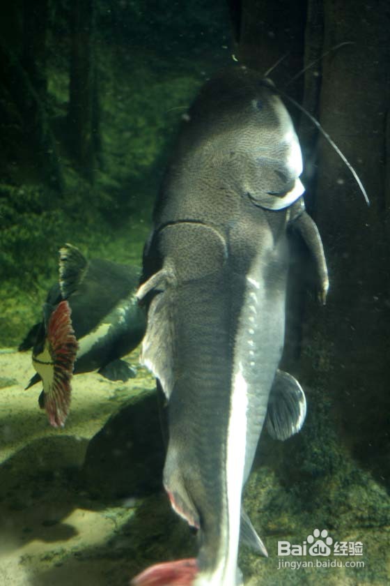 温哥华水族馆:水中舞动的精灵们