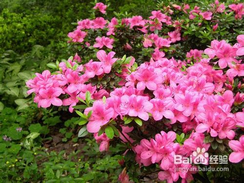 杜鹃的开花后管理