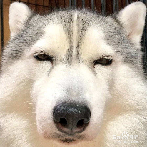 狗狗认主人会怎么样