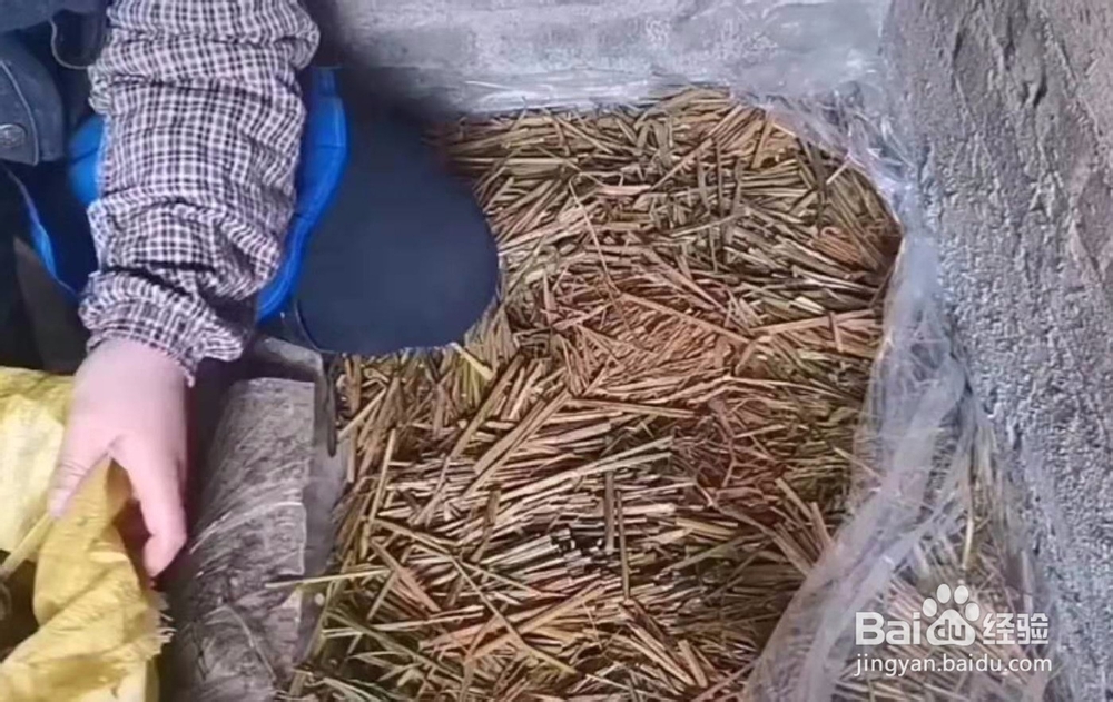 用稻草发平菇快速发菌秘诀与方法