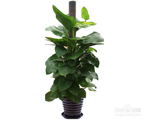 朋友新店开张送什么礼物比较好