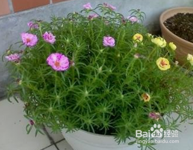 太阳花怎么养才会爆盆