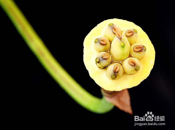 惊蛰养生要静心之莲子松仁玉米