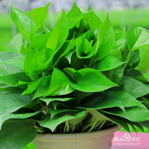 绿萝不绿是什么原因