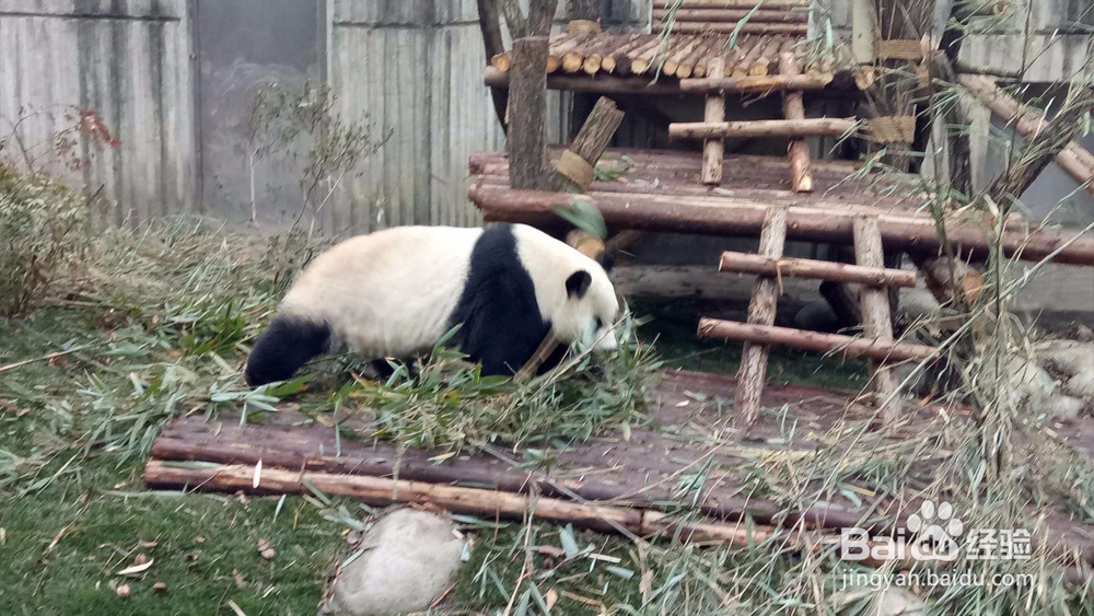 成都熊猫基地一游
