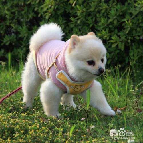 训练狗狗的正确方法和错误方法有哪些？