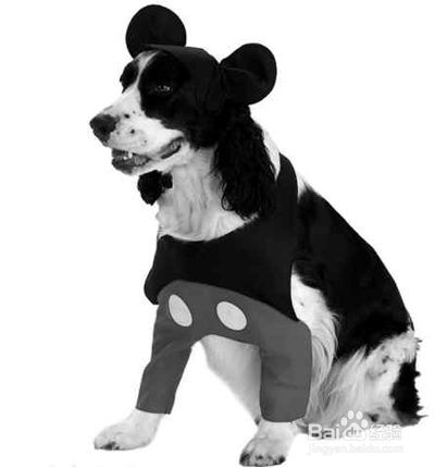 如何巧妙搭配狗狗服饰