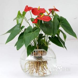 厕所蚊子多怎么解决