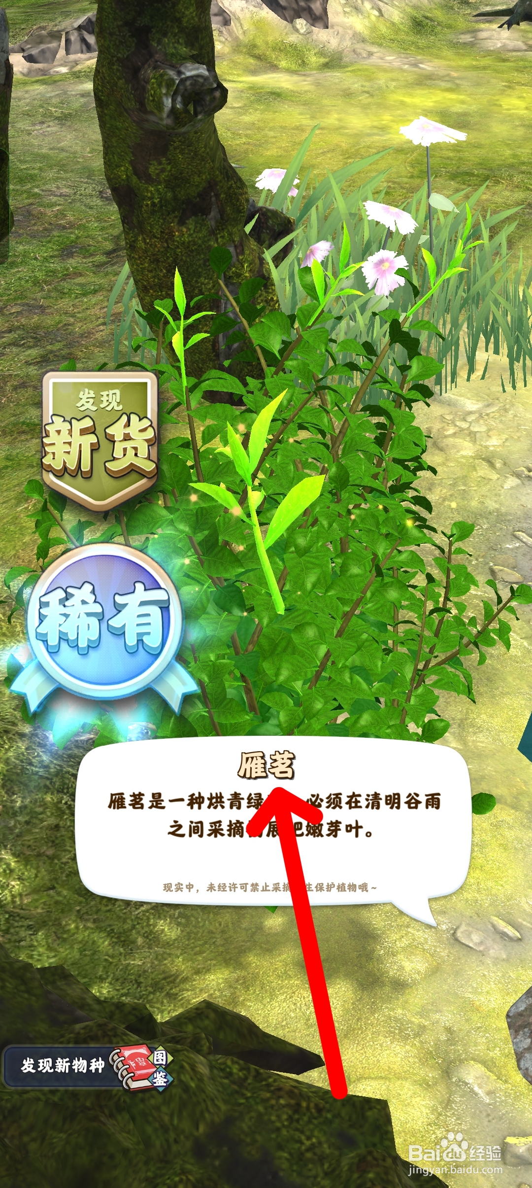 夺笋高手去哪里采摘雁茗茶叶