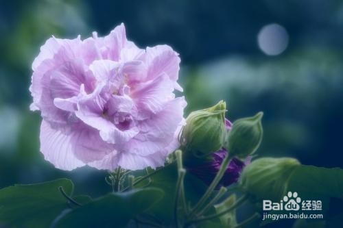 芙蓉的作用以及食用禁忌