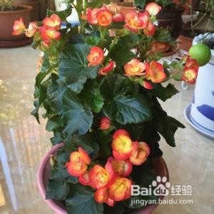 四季海棠家庭养殖注意事项