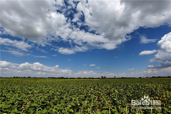河套,你是历史长河中被久远传唱的歌