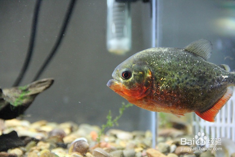 进行单养的具体步骤与方法