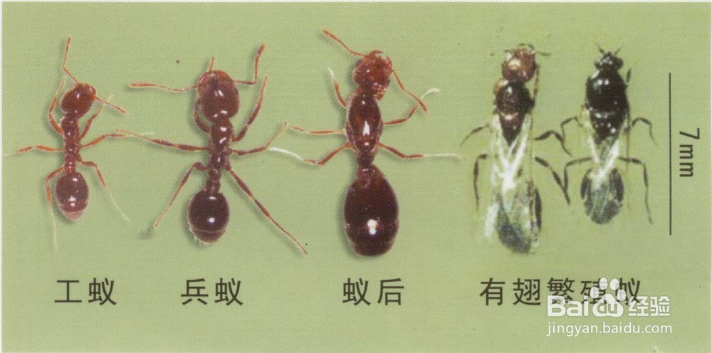 被红火蚁咬到怎么办,高级生物防制员经验告诉你