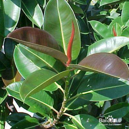 印度橡胶树的培育方法和注意事项