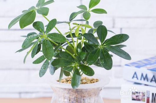 刚买回来的栀子花怎么水养?