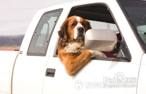 怎样预防狗狗晕车