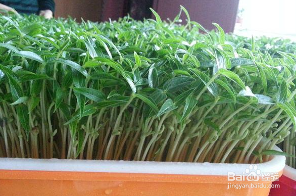 绿豆苗怎么种植方法