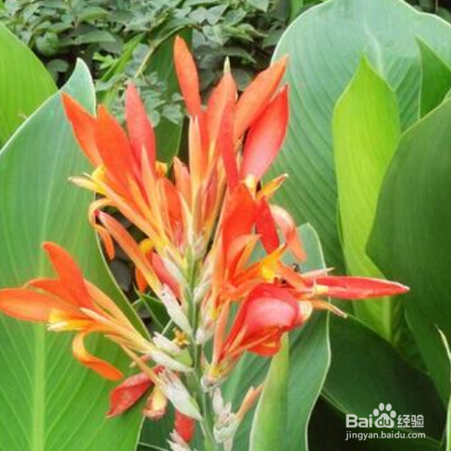 金脉美人蕉的养殖方法和注意事项