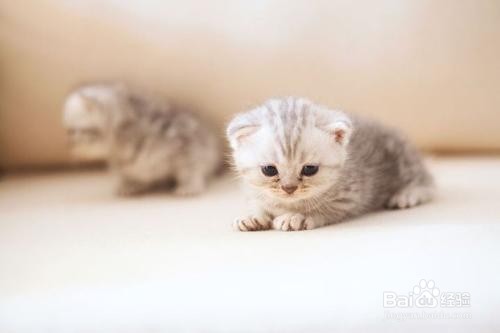 小奶猫不肯吃东西怎么办?