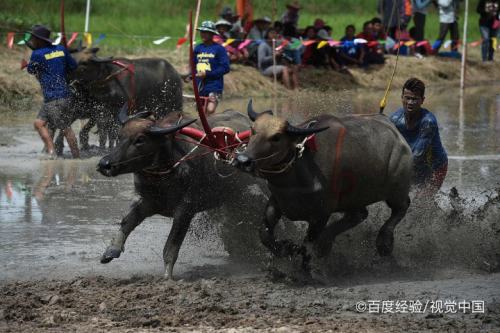 犇:读音[bēn,释义是牛奔走,与奔跑的奔同义.