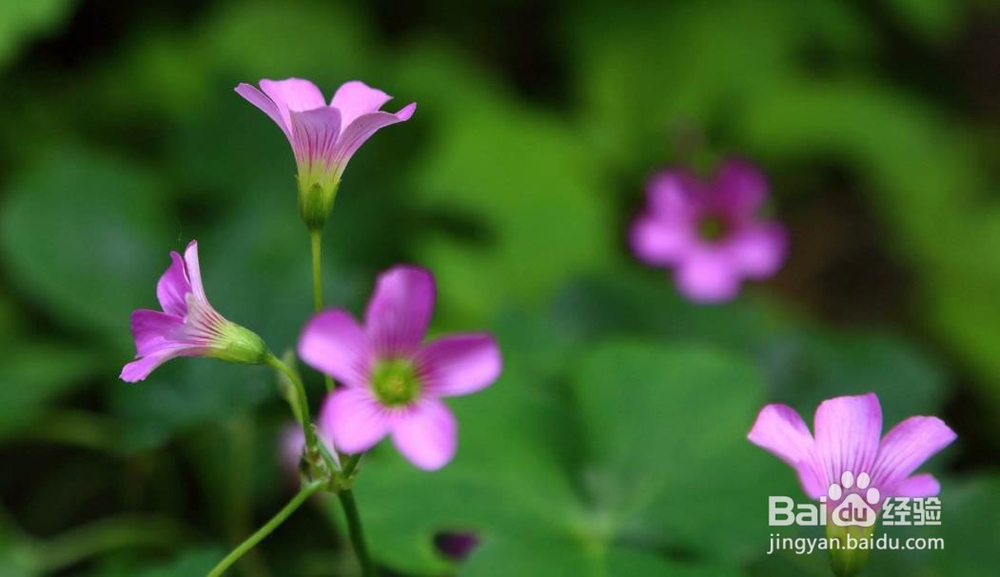 酢浆草的养殖方法和注意事项