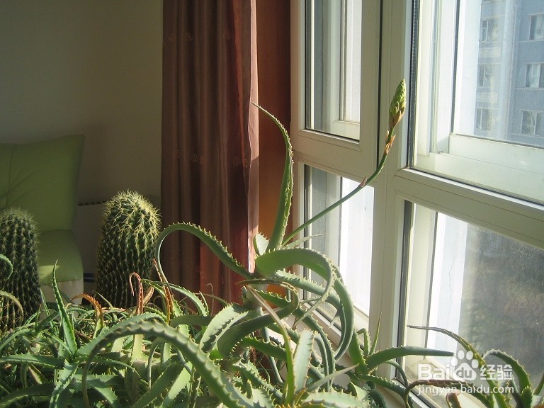 #首晒#怎样用数码相机拍芦荟开花