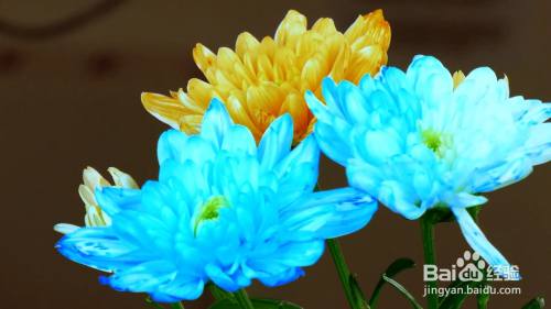 怎么给花染色 百度经验