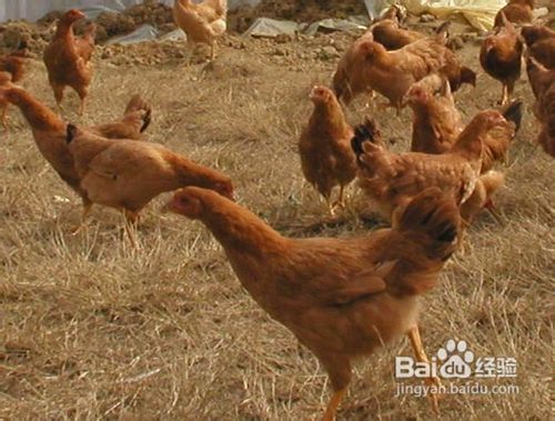 肾结石的临床表现