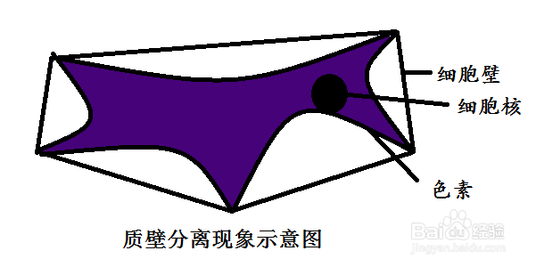 【实验】生物-植物细胞质壁分离现象