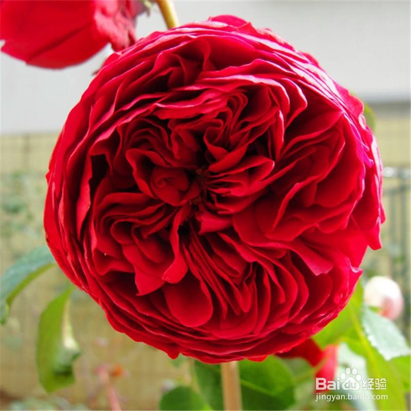 最抗病耐热好养的月季