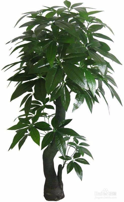 发财树的寓意和注意事项,更多在科普盆栽