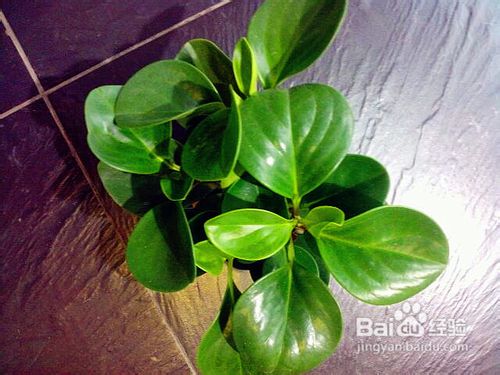 十二个月巧送花