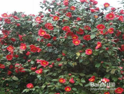 山茶花怎样扦插繁殖