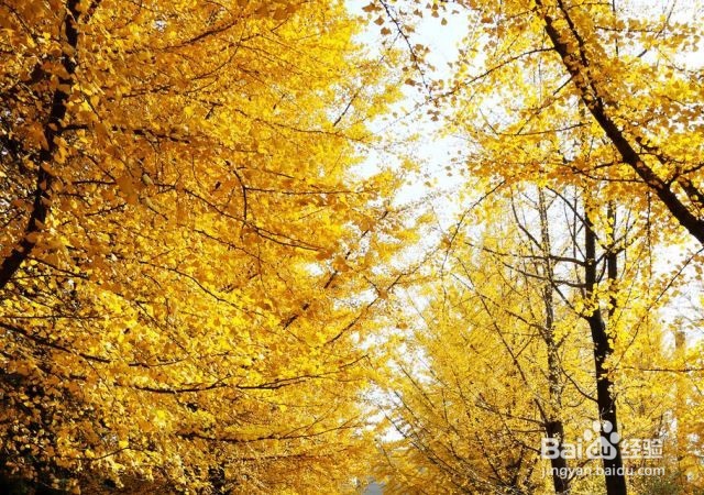 秋天时节看银杏林，从北到南慢慢看