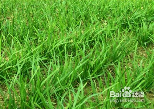 露地韭菜怎么越冬