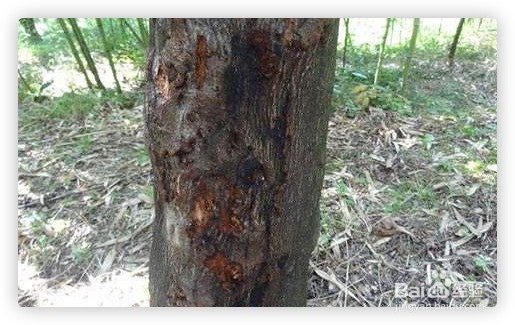 核桃树流水不止怎么办