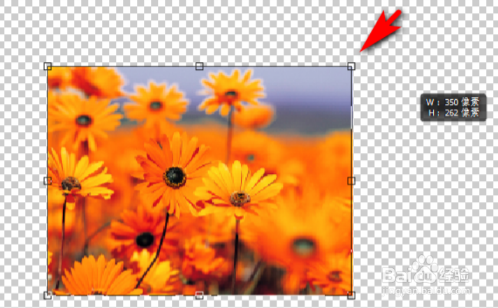 ps按比例调整图片大小