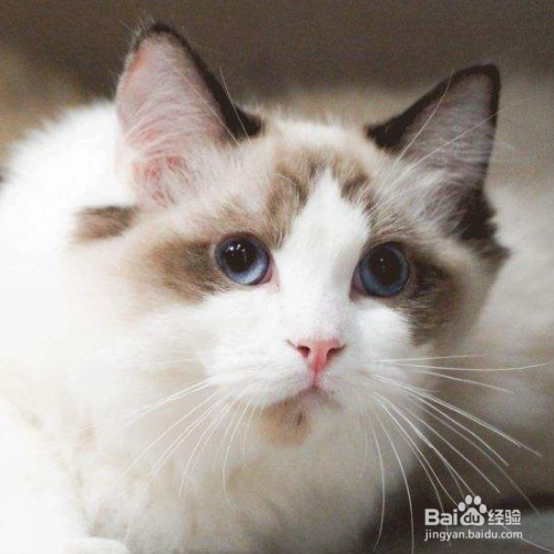 猫咪冻伤或体温过低该怎么办