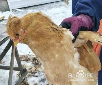 购买肉类食品的小知识