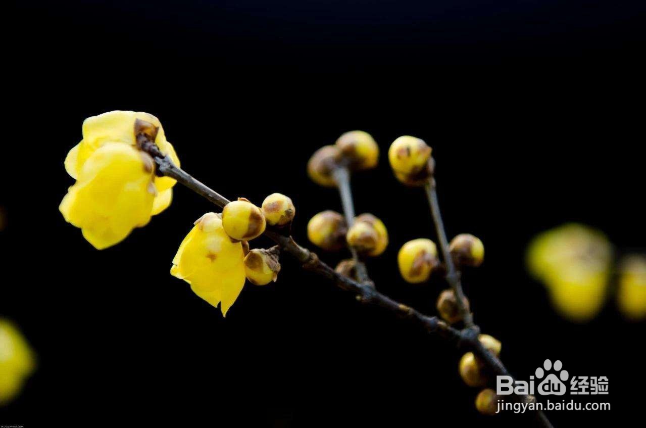 腊梅怎么修剪图解