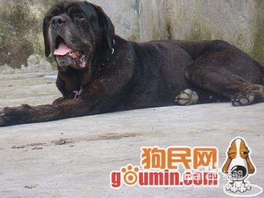 大型护卫犬有哪些