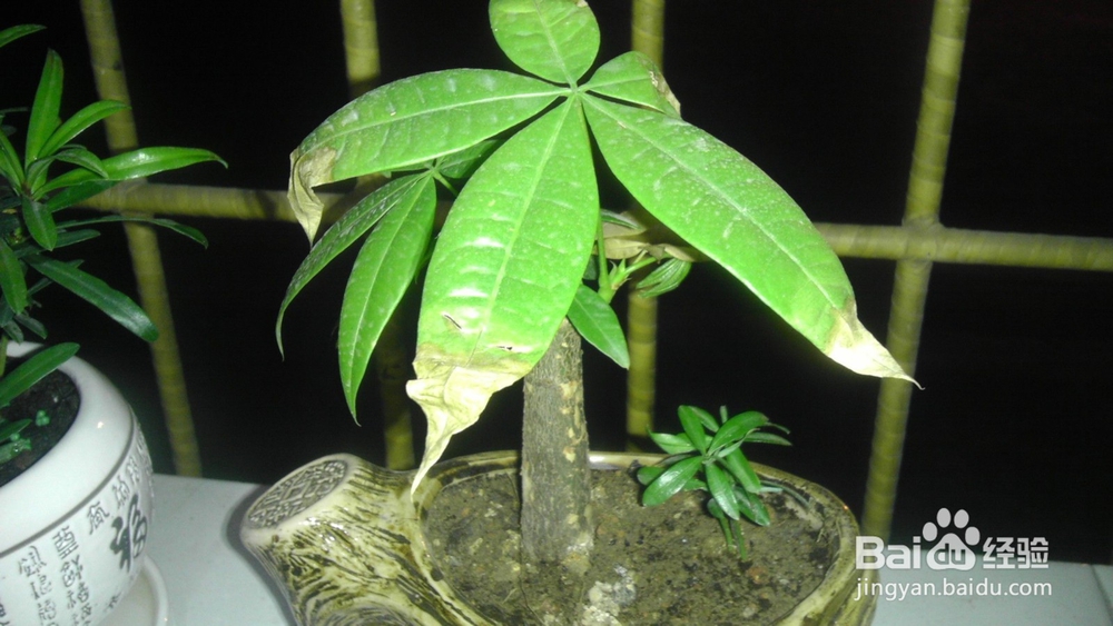 发财树养殖护理方法