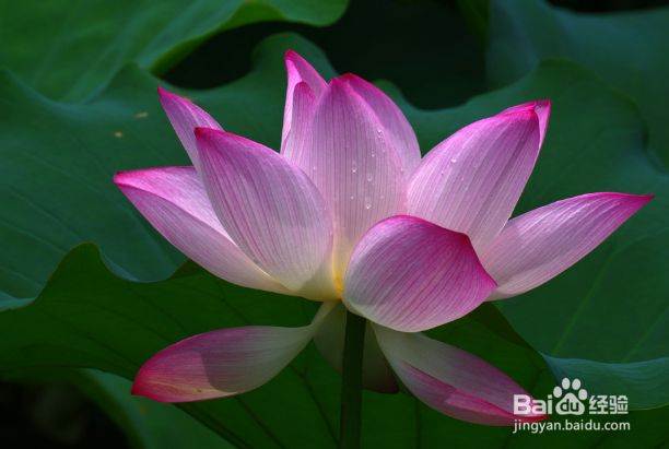 如何拍摄花才好看