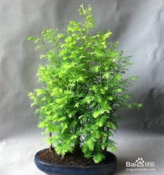 水杉盆景的养殖方法