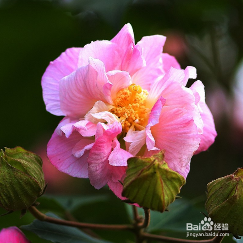 木芙蓉秋天该如何养？